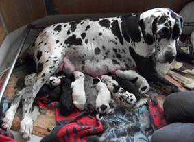 Bevalling van de pups van janayka