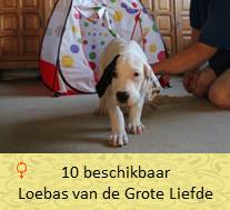 dog pup Loebas op 8 weken