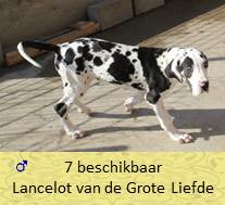 dog pup  Lancelot op 8 weken