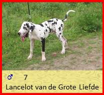dog pup  Lancelot op 8 weken