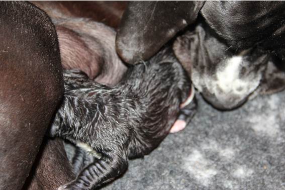 geboorte-eerste-pup-reu