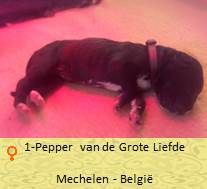 Peper-Mechelen-duitsedog